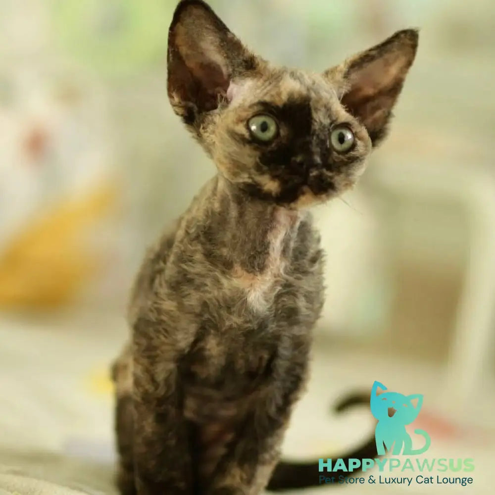 Pixie Devon Rex female black tortie - live animals