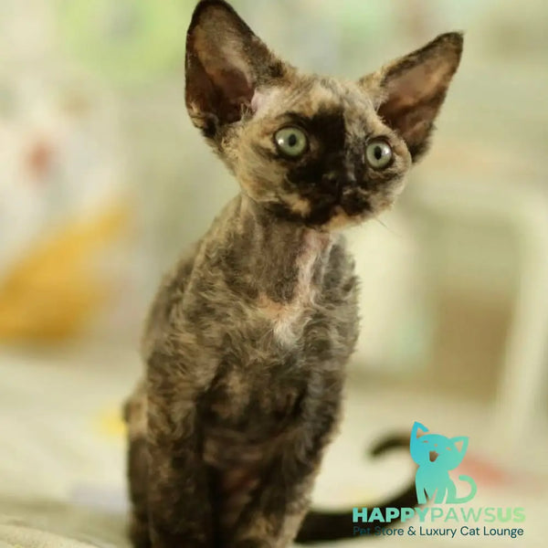Pixie Devon Rex female black tortie - live animals