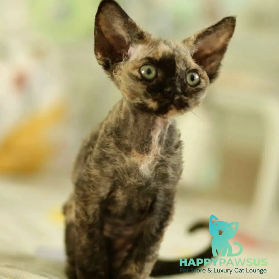Pixie Devon Rex female black tortie - live animals