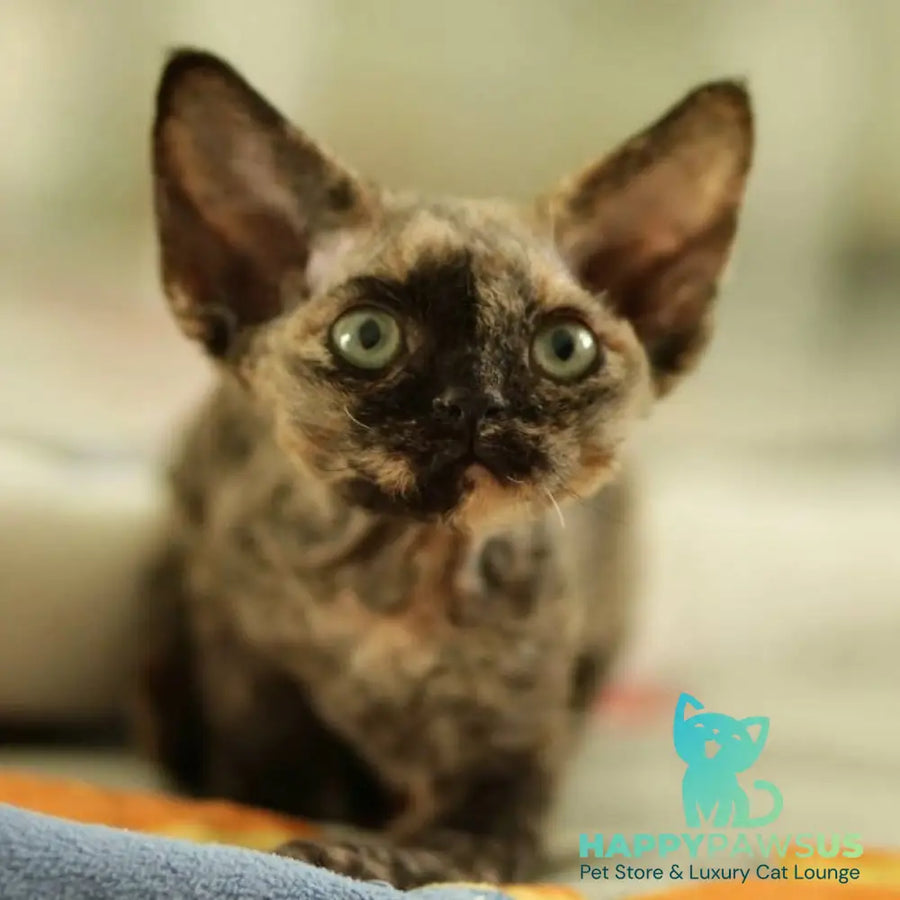 Pixie Devon Rex female black tortie - live animals