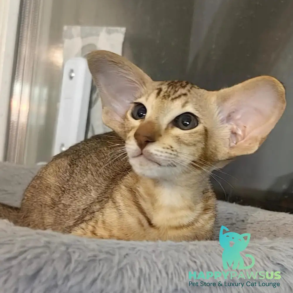 Plamya Oriental Shorthair female chocolate tortie spotted tabby - live animals