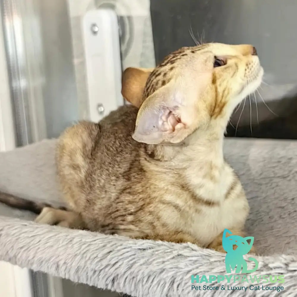 Plamya Oriental Shorthair female chocolate tortie spotted tabby - live animals