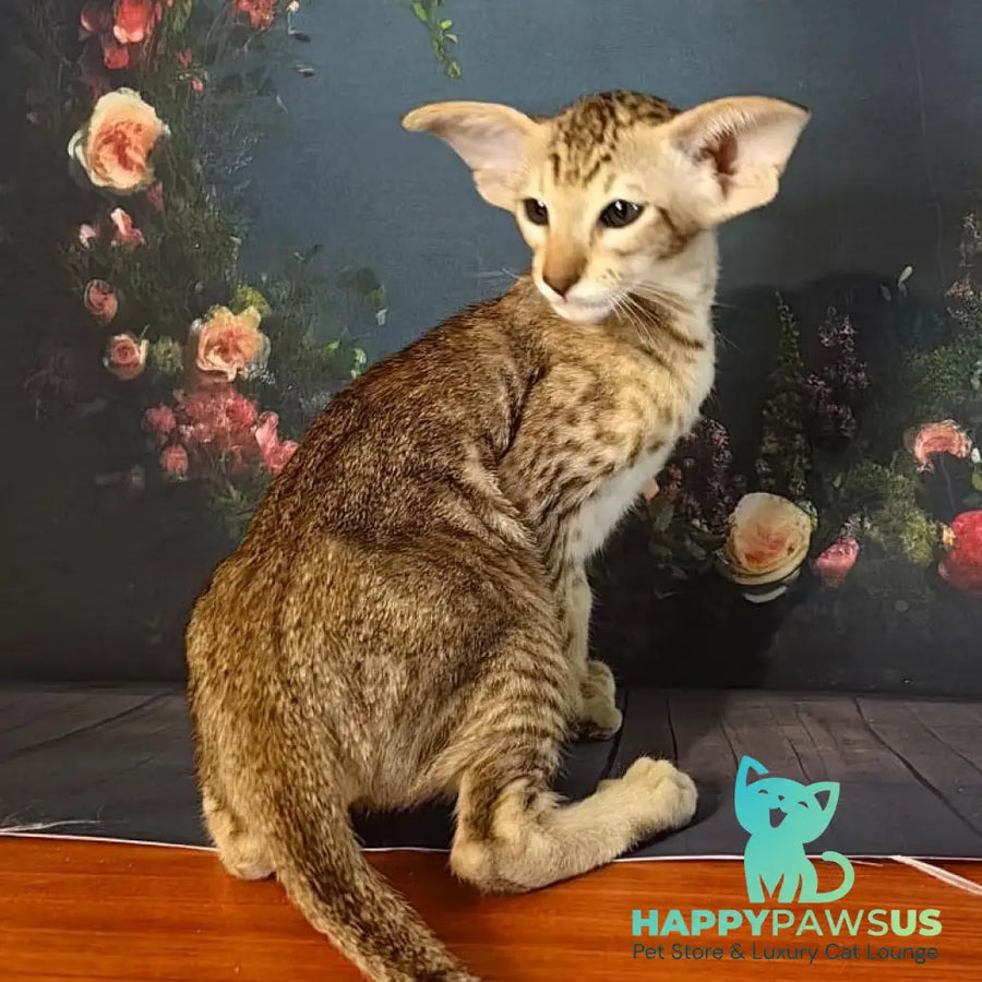 Plamya Oriental Shorthair female chocolate tortie spotted tabby - live animals