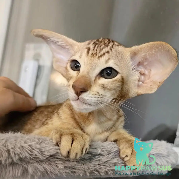 Plamya Oriental Shorthair female chocolate tortie spotted tabby - live animals