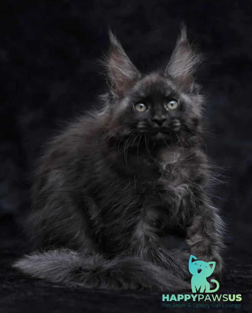 Platon Maine Coon male black silver - live animals