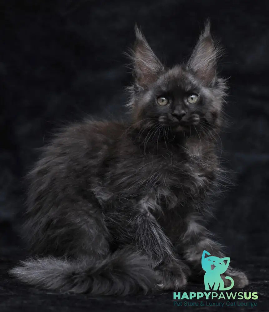 Platon Maine Coon male black silver - live animals