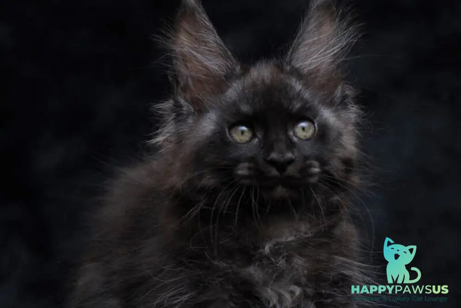 Platon Maine Coon male black silver - live animals