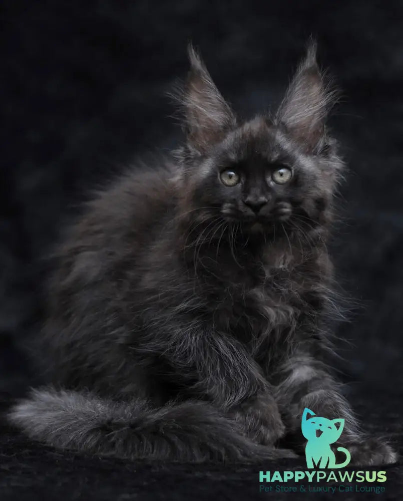 Platon Maine Coon male black silver - live animals