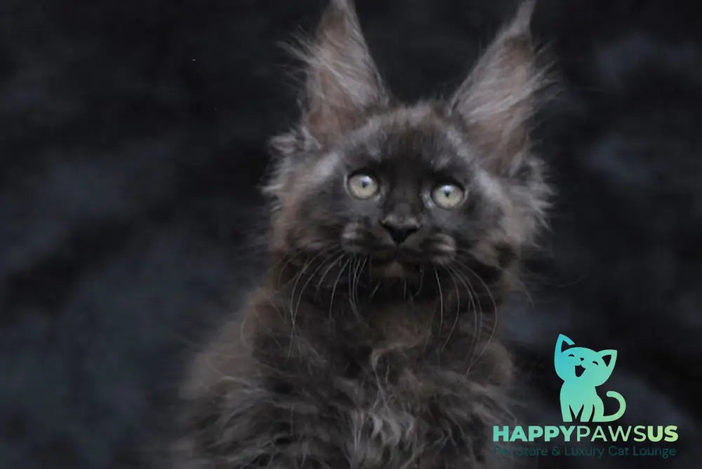 Platon Maine Coon male black silver - live animals