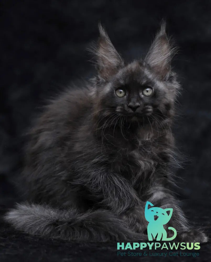 Platon Maine Coon male black silver - live animals