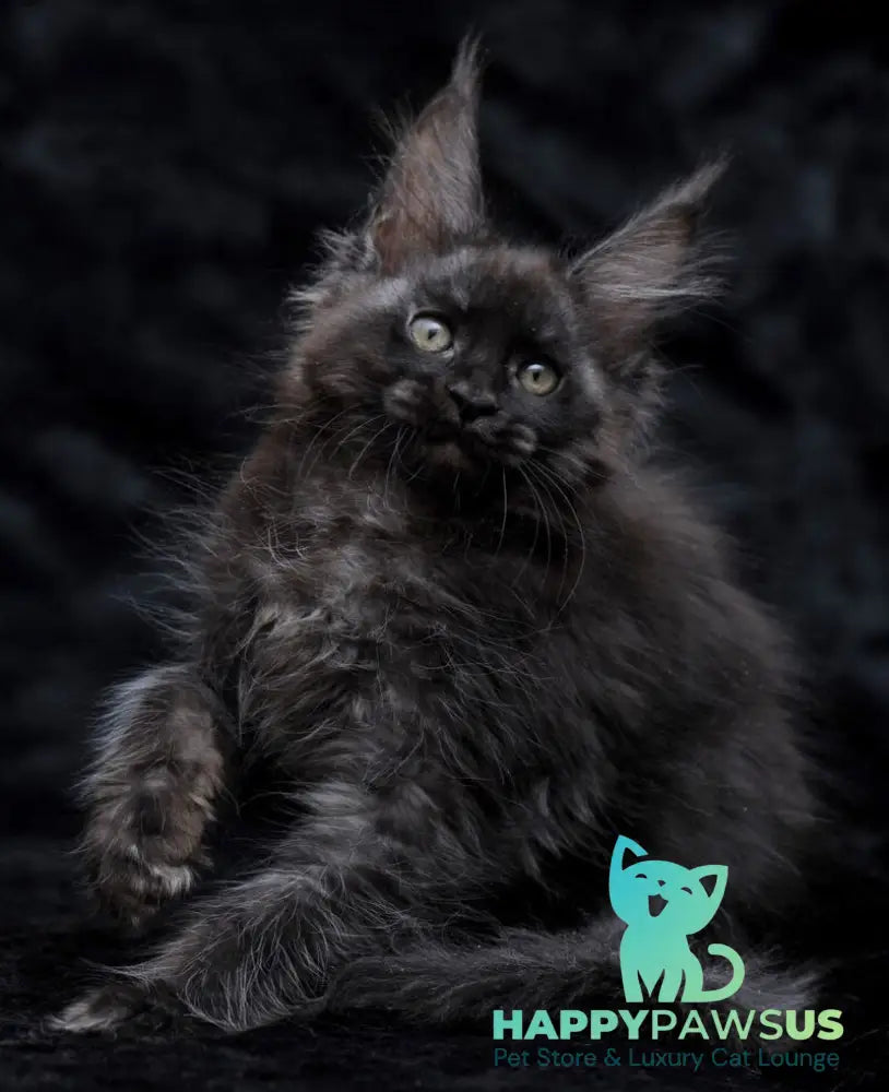 Platon Maine Coon male black silver - live animals