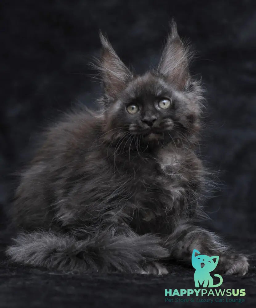Platon Maine Coon male black silver - live animals