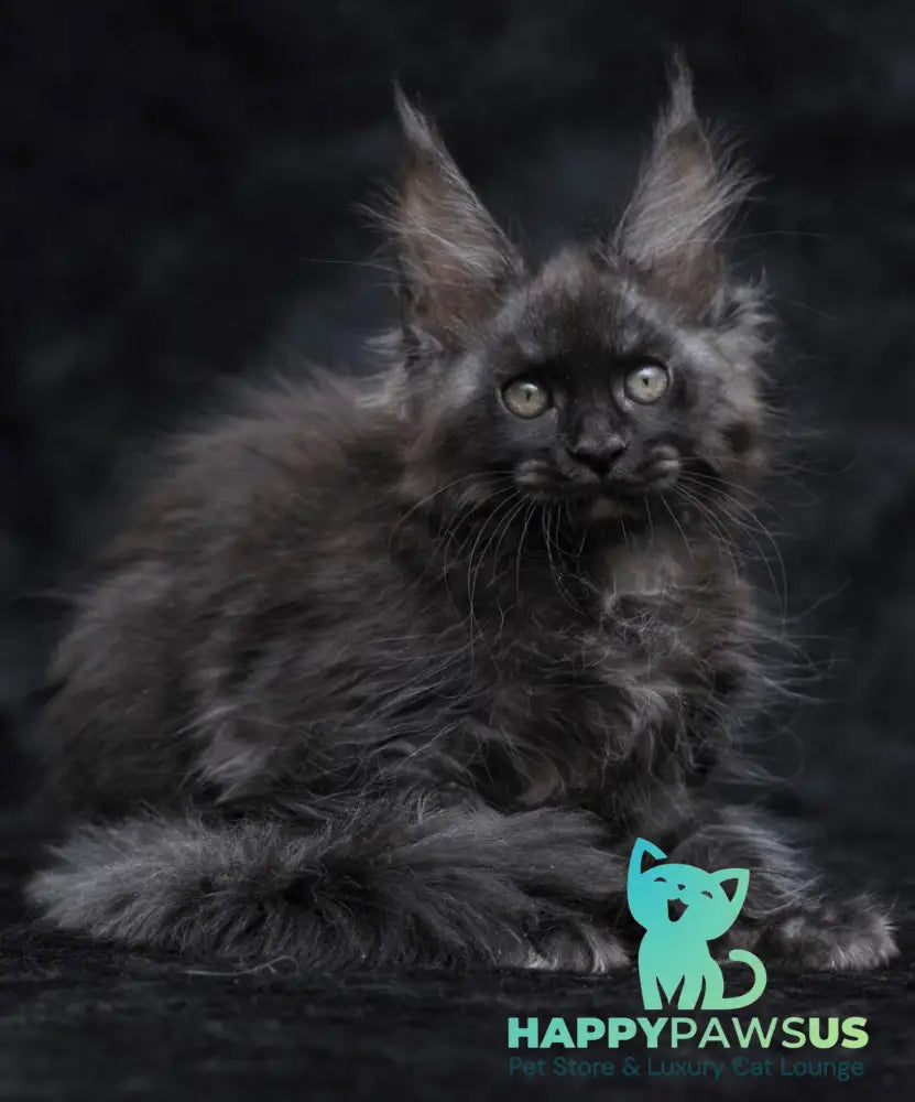 Platon Maine Coon male black silver - live animals