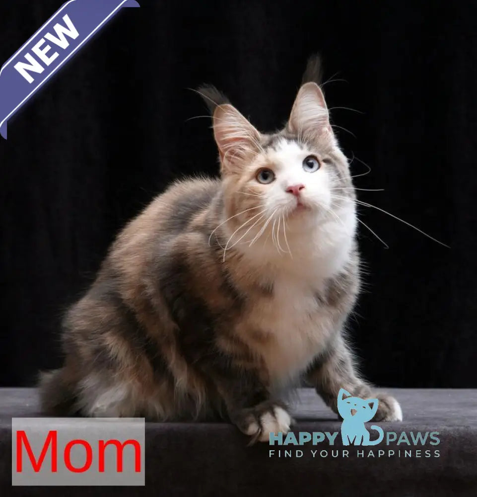 Platon Maine Coon male blue tabby bicolour live animals