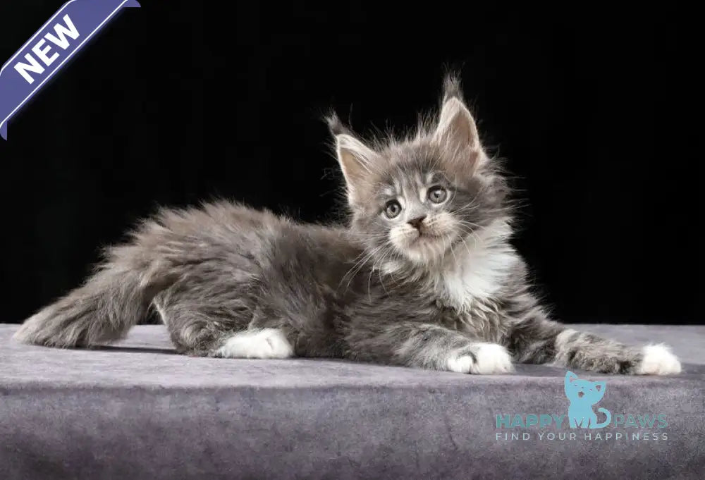 Platon Maine Coon male blue tabby bicolour live animals
