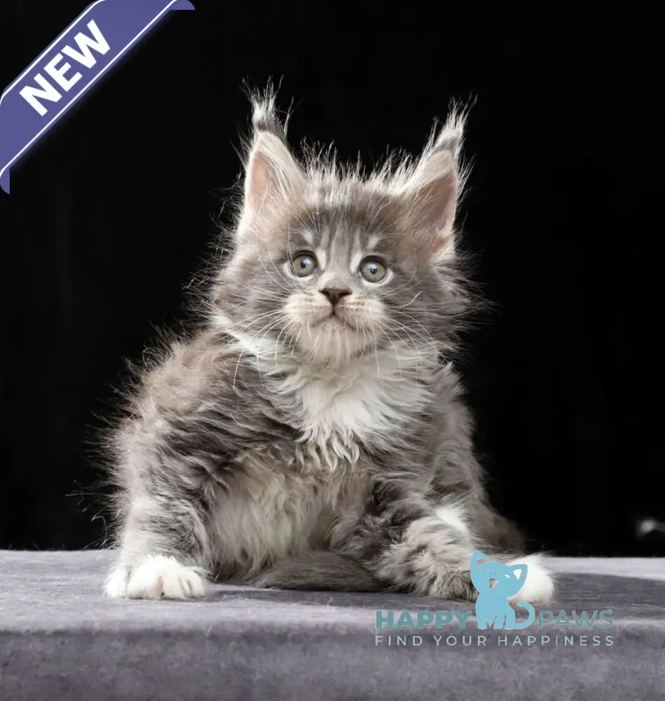 Platon Maine Coon male blue tabby bicolour live animals