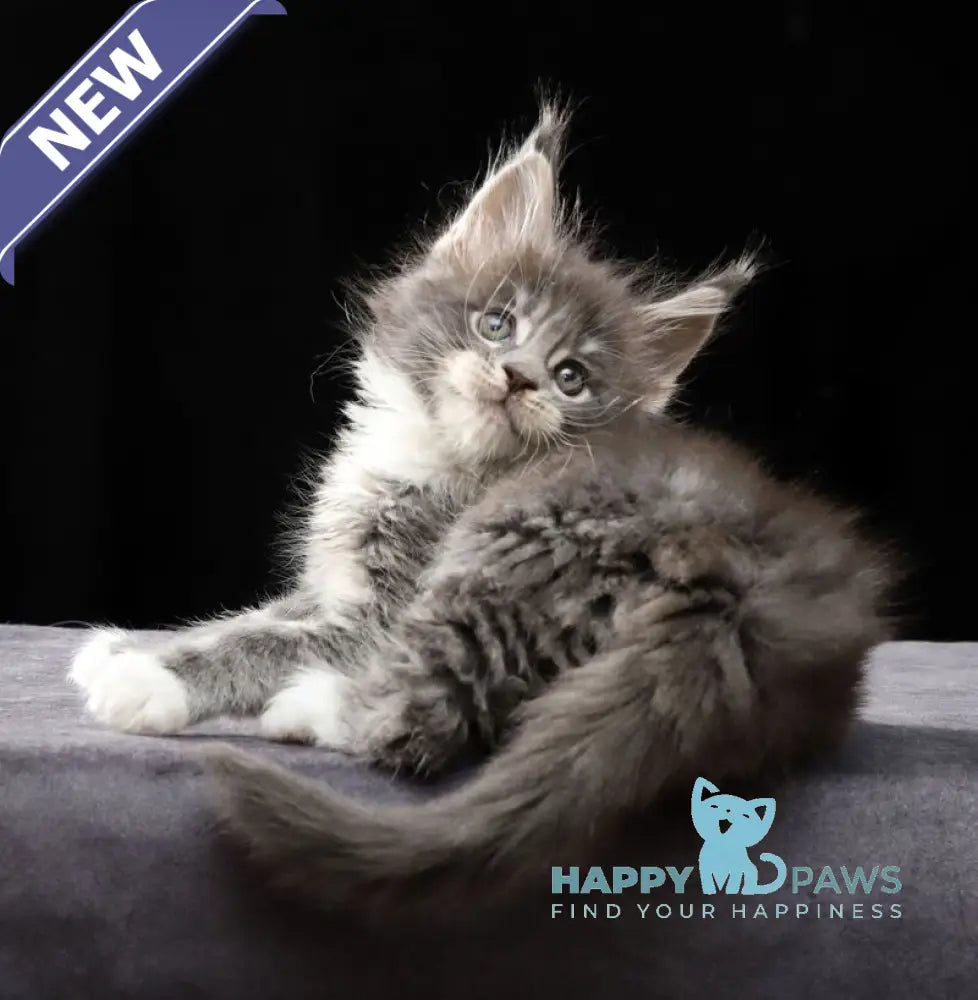 Platon Maine Coon male blue tabby bicolour live animals