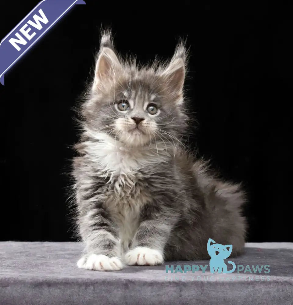 Platon Maine Coon male blue tabby bicolour live animals