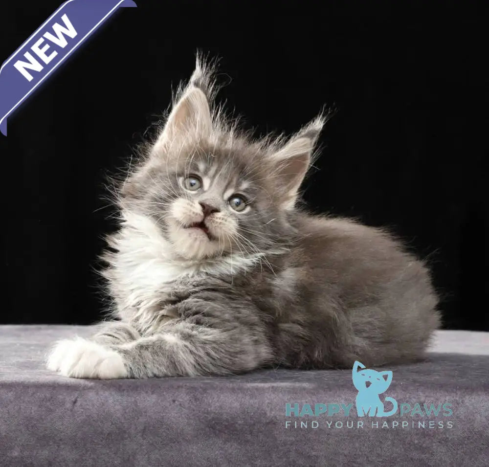 Platon Maine Coon male blue tabby bicolour live animals