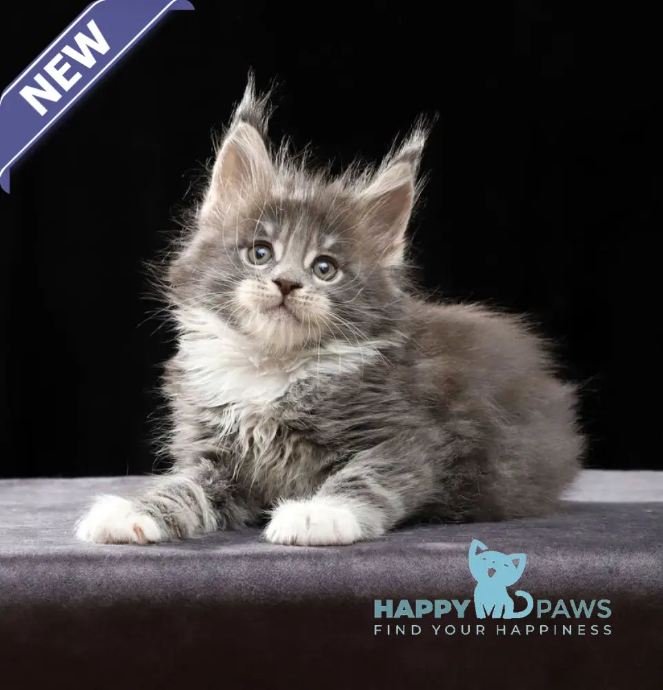 Platon Maine Coon male blue tabby bicolour live animals