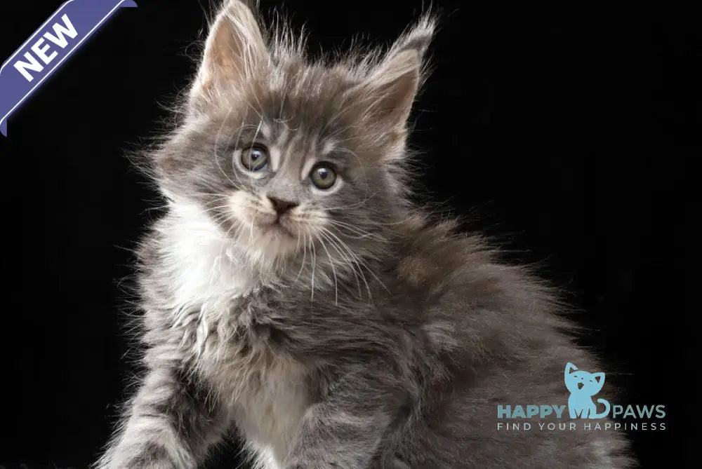 Platon Maine Coon male blue tabby bicolour live animals
