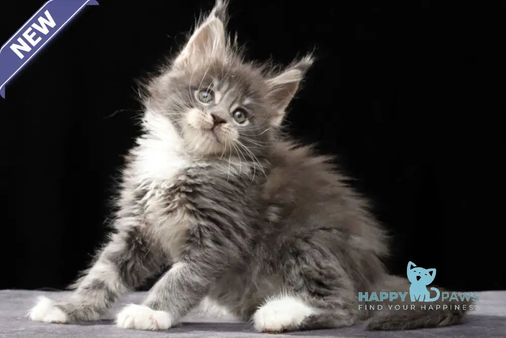 Platon Maine Coon male blue tabby bicolour live animals