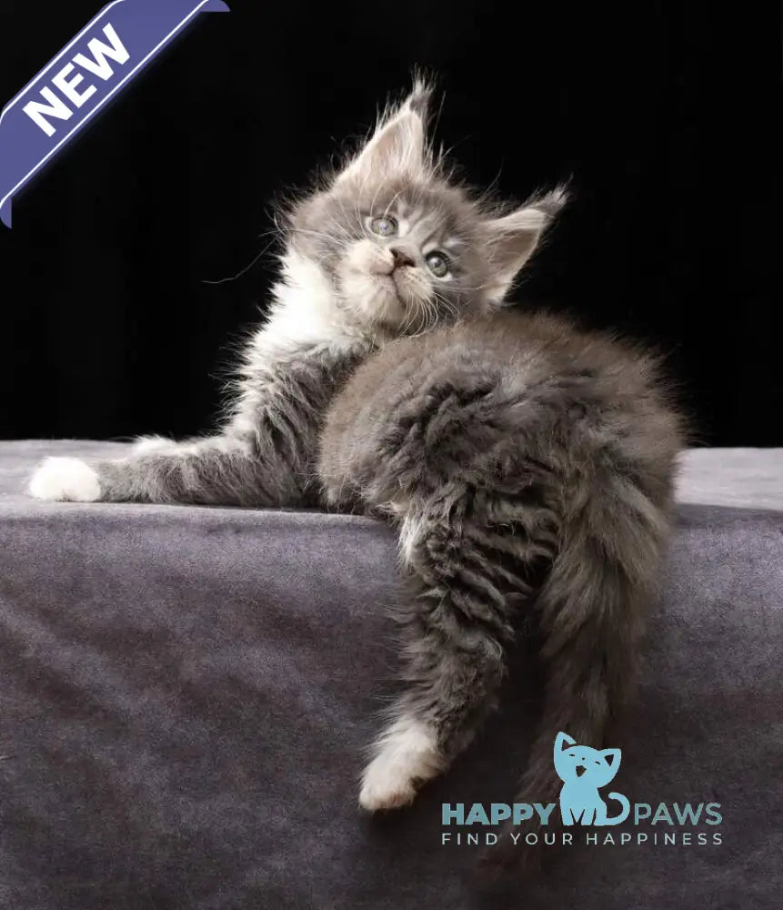 Platon Maine Coon male blue tabby bicolour live animals