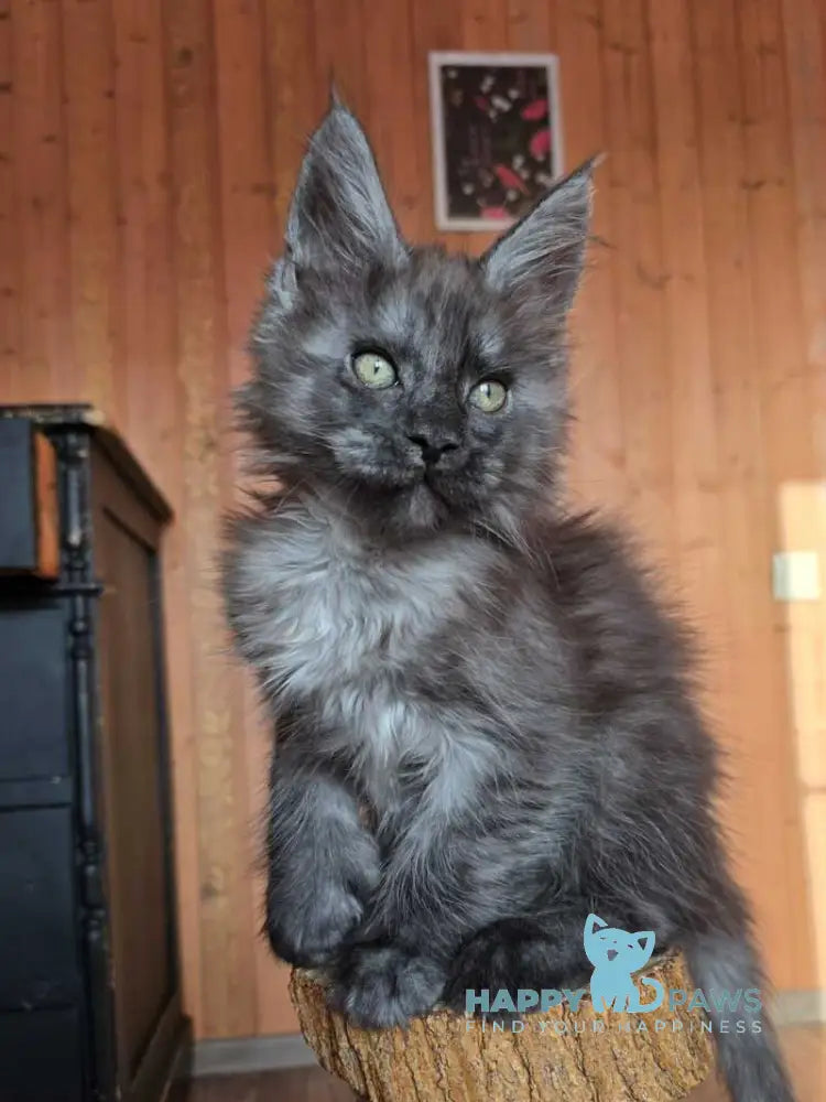 Platon Maine Coon polydactyl male black silver live animals