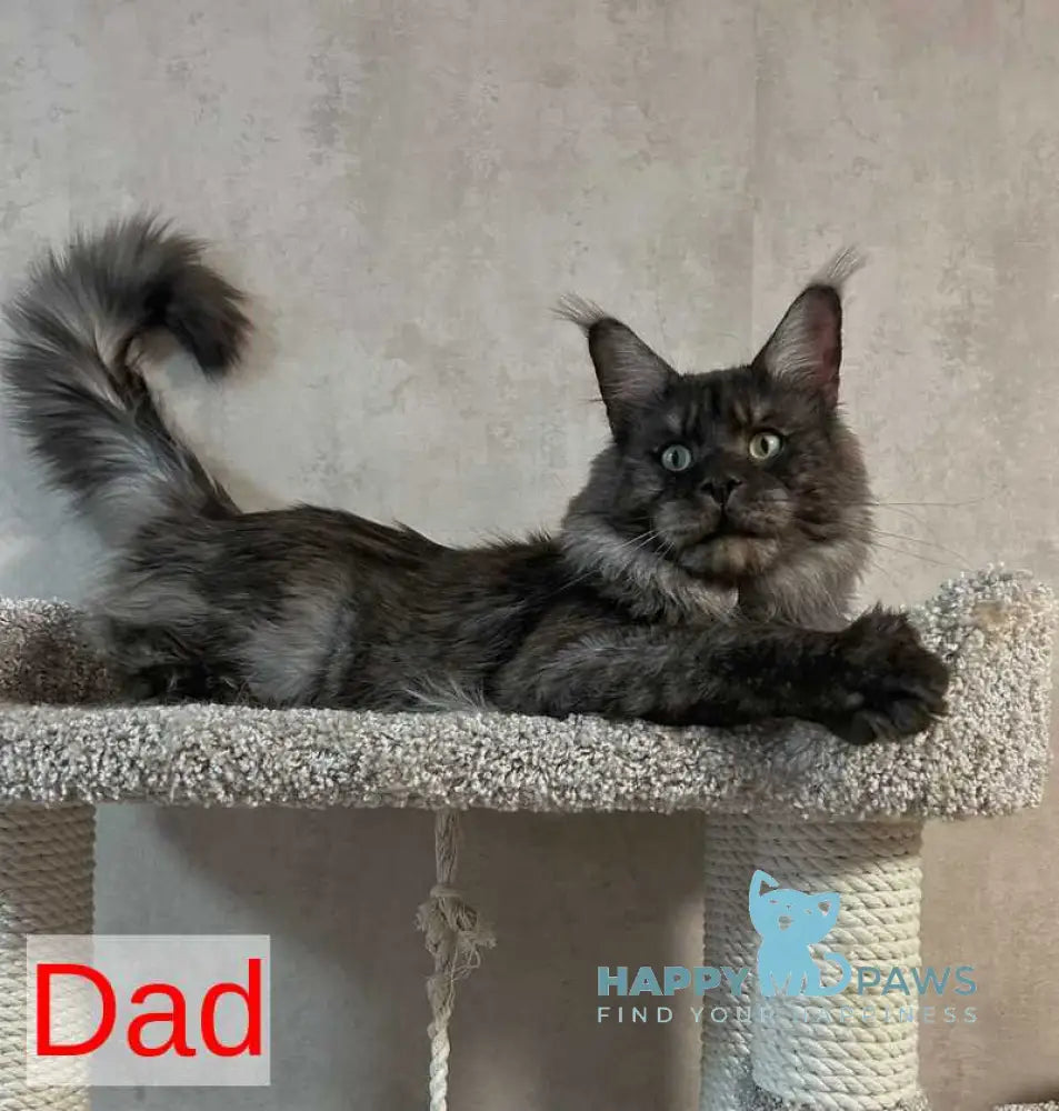 Platon Maine Coon polydactyl male black silver live animals