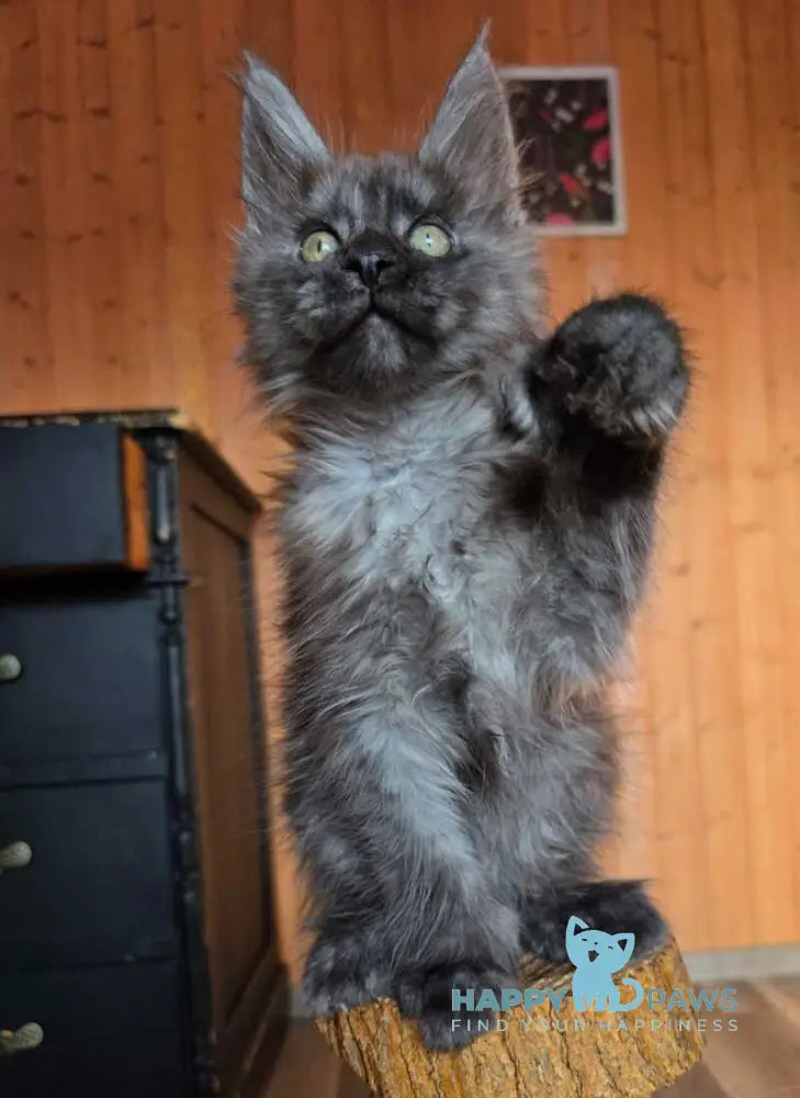 Platon Maine Coon polydactyl male black silver live animals