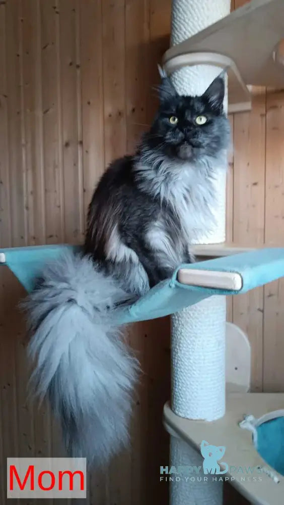 Platon Maine Coon polydactyl male black silver live animals