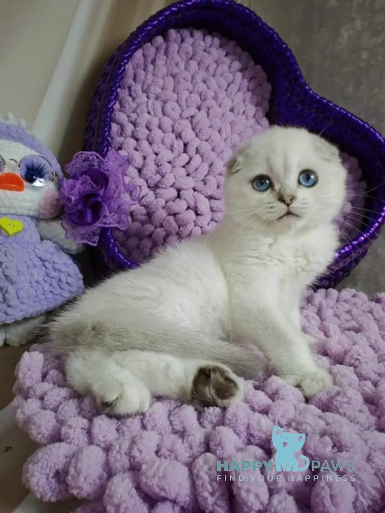 Platon Scottish Fold male black silver chinchilla pointed live animals
