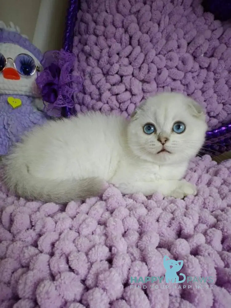 Platon Scottish Fold male black silver chinchilla pointed live animals