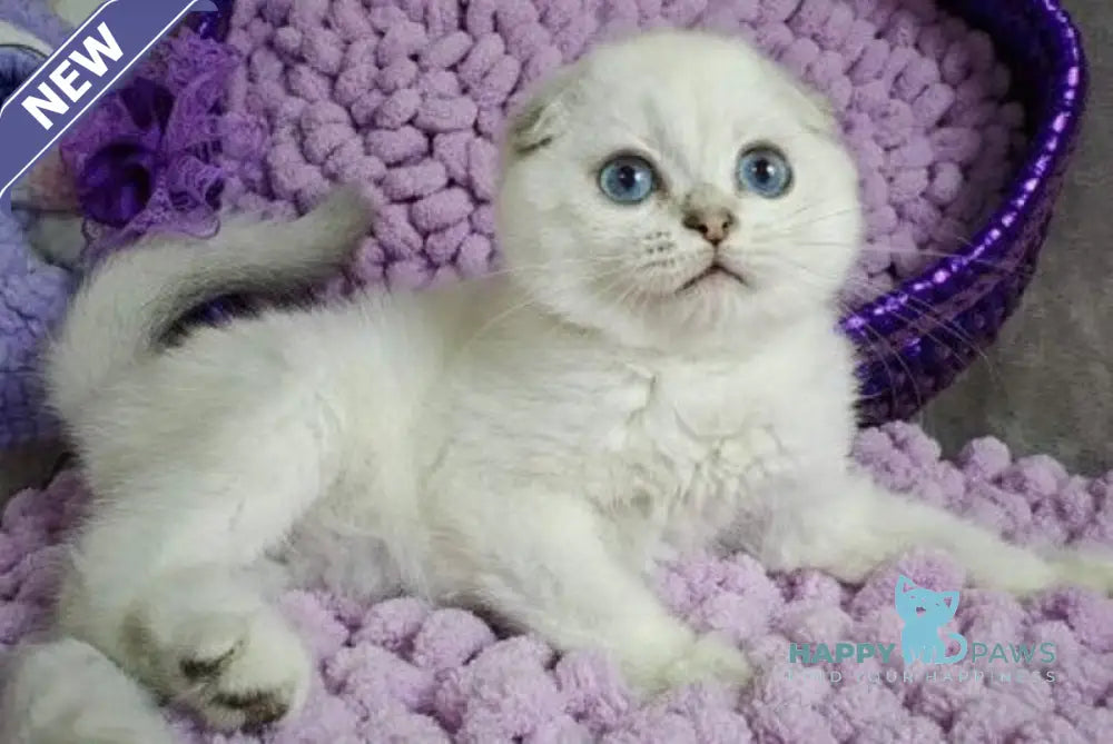 Platon Scottish Fold male black silver chinchilla pointed live animals