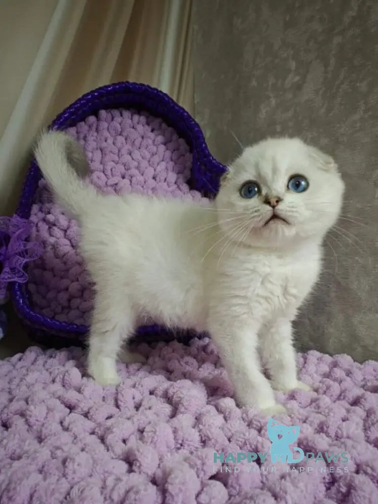 Platon Scottish Fold male black silver chinchilla pointed live animals