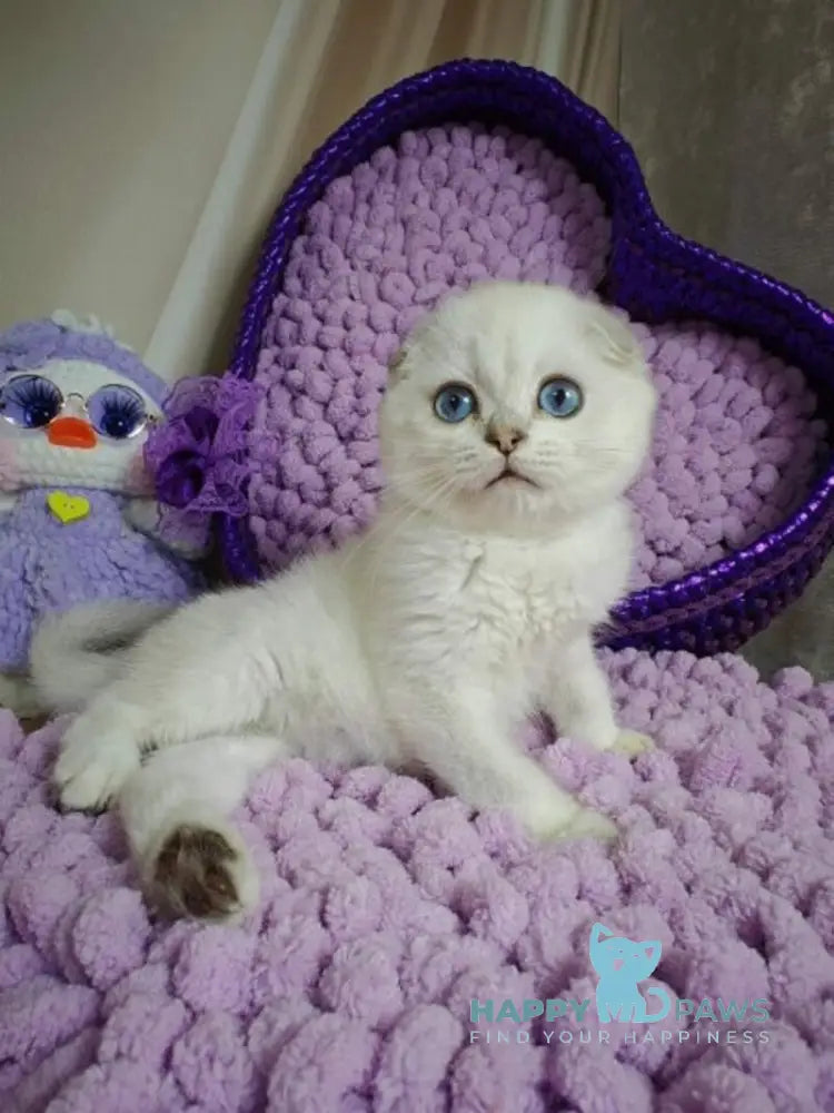 Platon Scottish Fold male black silver chinchilla pointed live animals