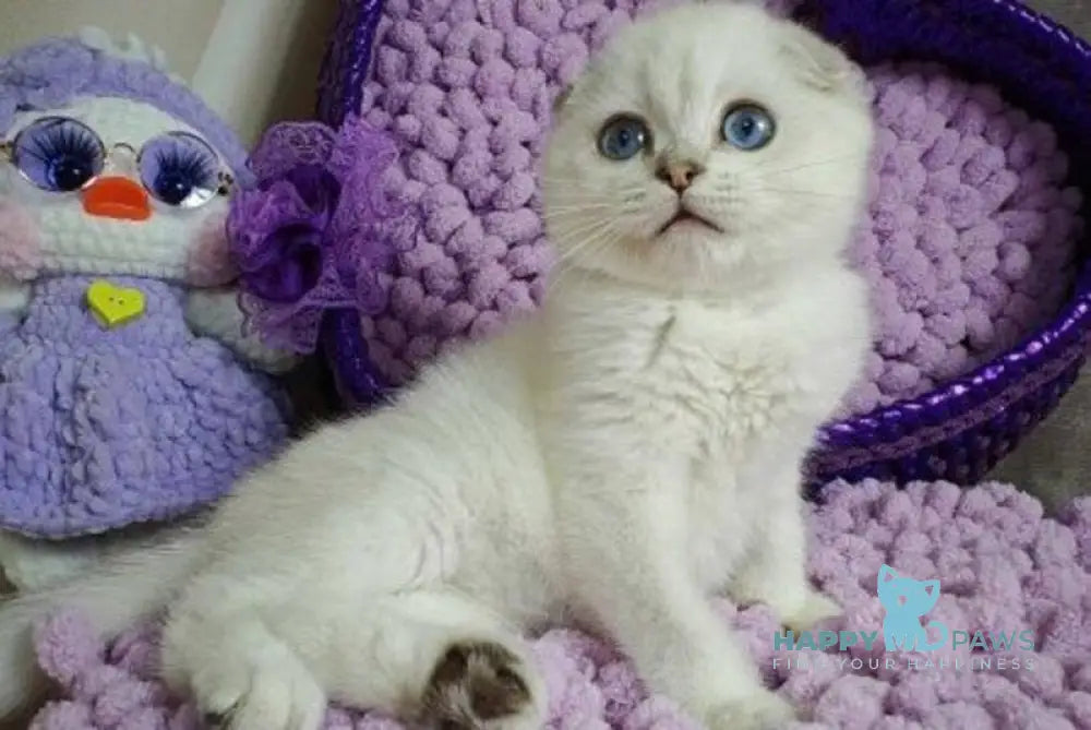 Platon Scottish Fold male black silver chinchilla pointed live animals