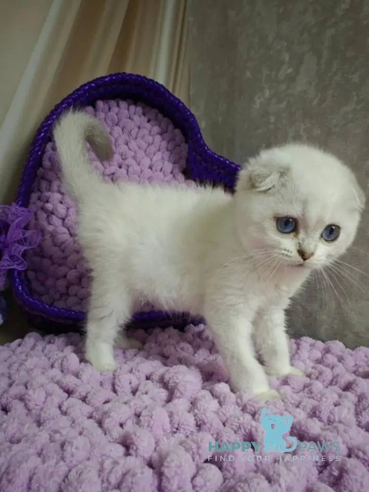 Platon Scottish Fold male black silver chinchilla pointed live animals