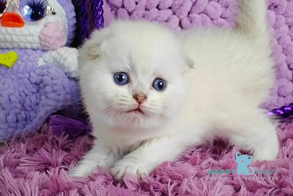 Platon Scottish Fold male black silver chinchilla pointed live animals