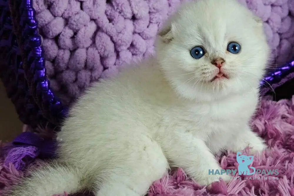 Platon Scottish Fold male black silver chinchilla pointed live animals