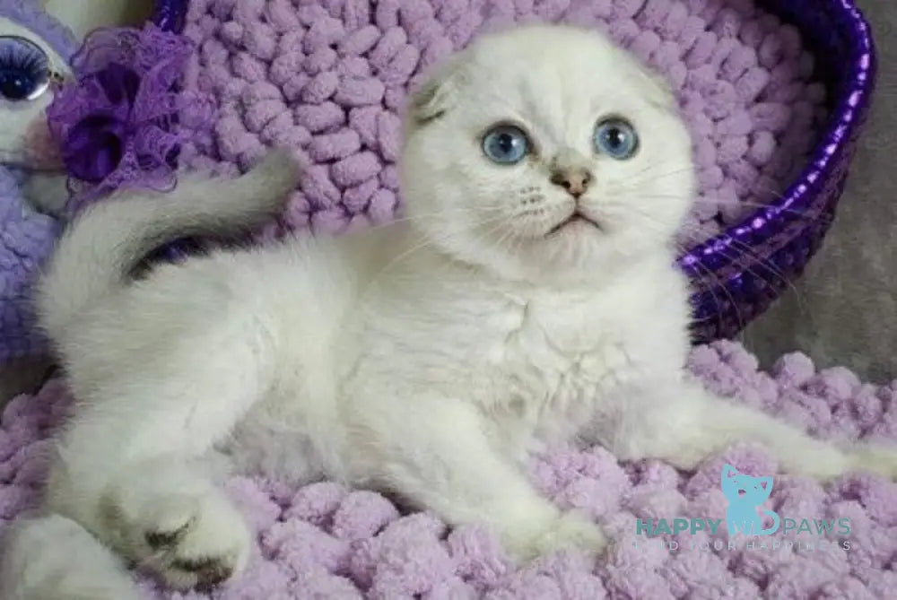 Platon Scottish Fold male black silver chinchilla pointed live animals