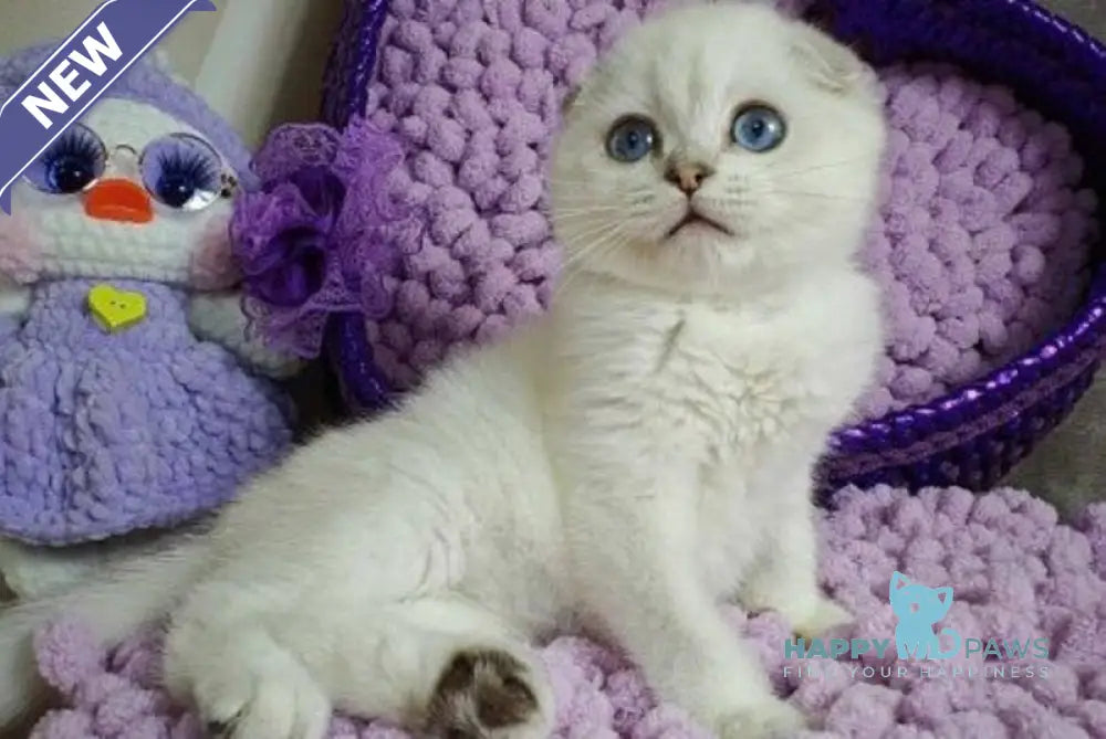 Platon Scottish Fold male black silver chinchilla pointed live animals