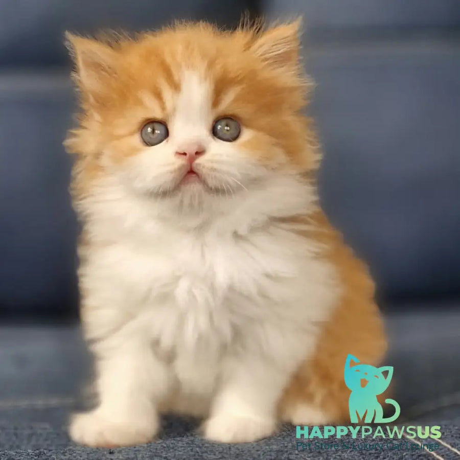 Platon Scottish Straight male red tabby bicolour - live animals
