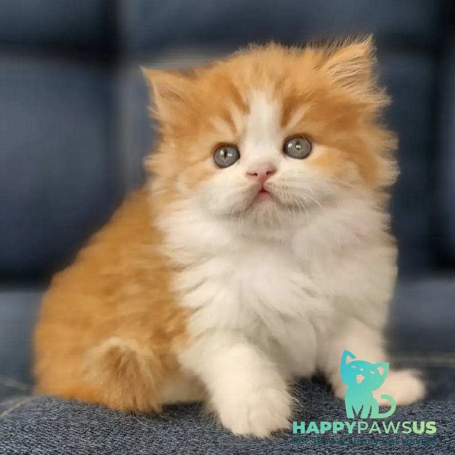 Platon Scottish Straight male red tabby bicolour - live animals