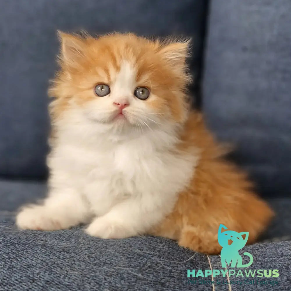 Platon Scottish Straight male red tabby bicolour - live animals