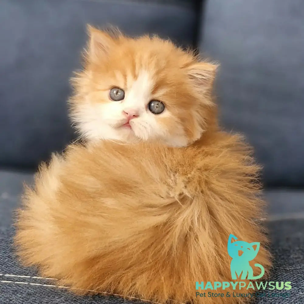 Platon Scottish Straight male red tabby bicolour - live animals