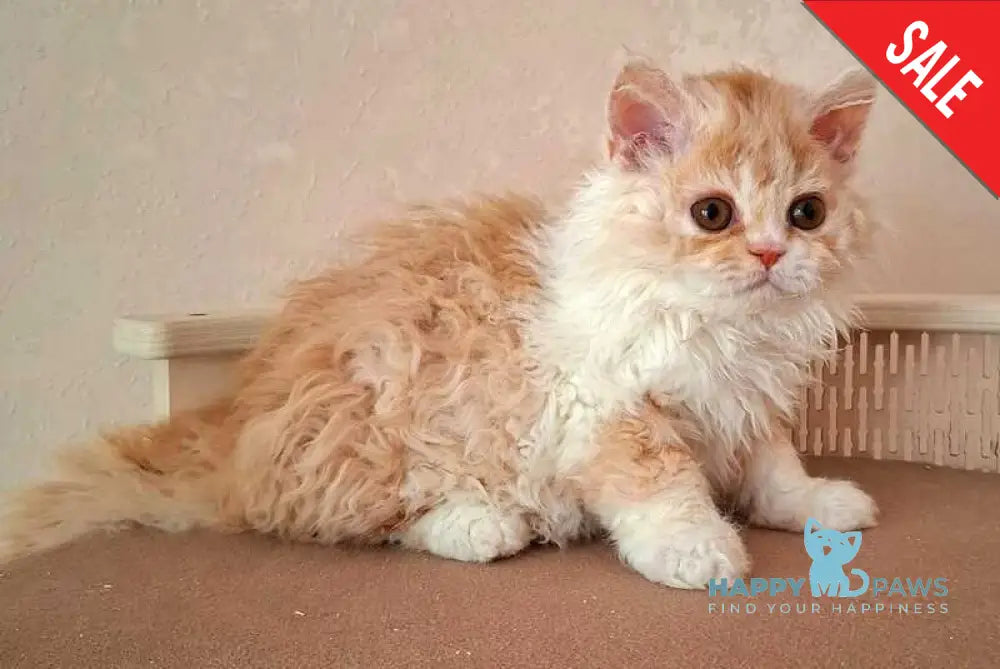 Platosha Selkirk Rex male red bicolour - live animals