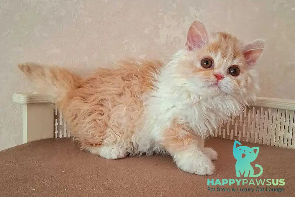 Platosha Selkirk Rex male red bicolour - live animals