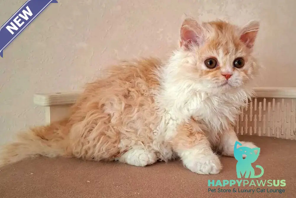 Platosha Selkirk Rex male red bicolour - live animals