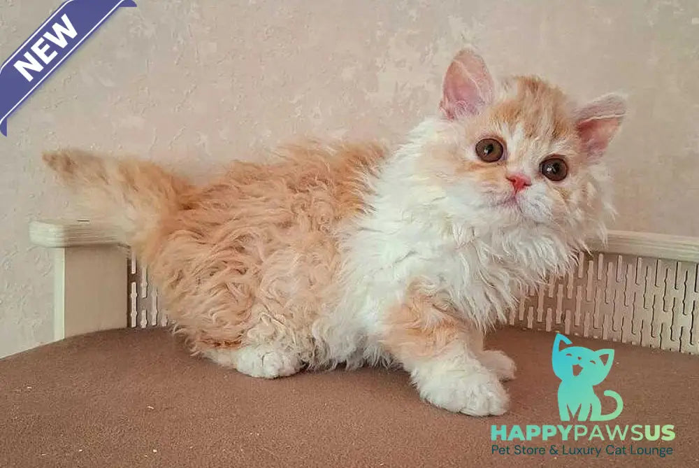 Platosha Selkirk Rex male red bicolour - live animals